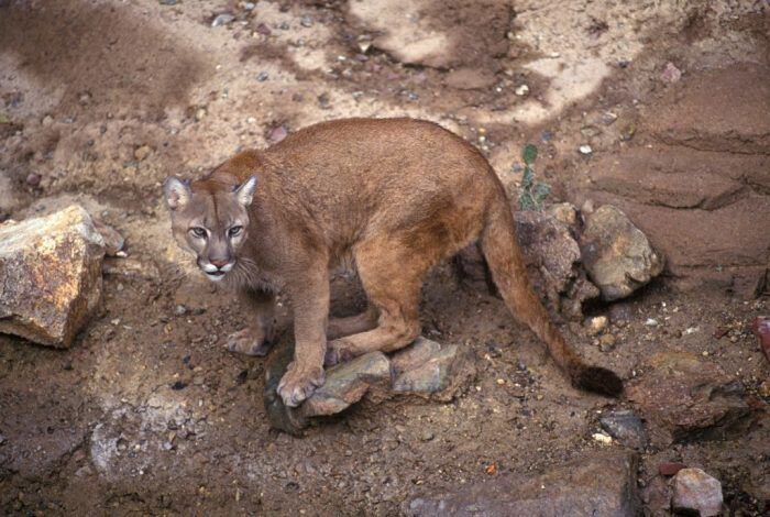 Discovery Brasil - Alerta extinção: o Puma concolor cougar saiu da