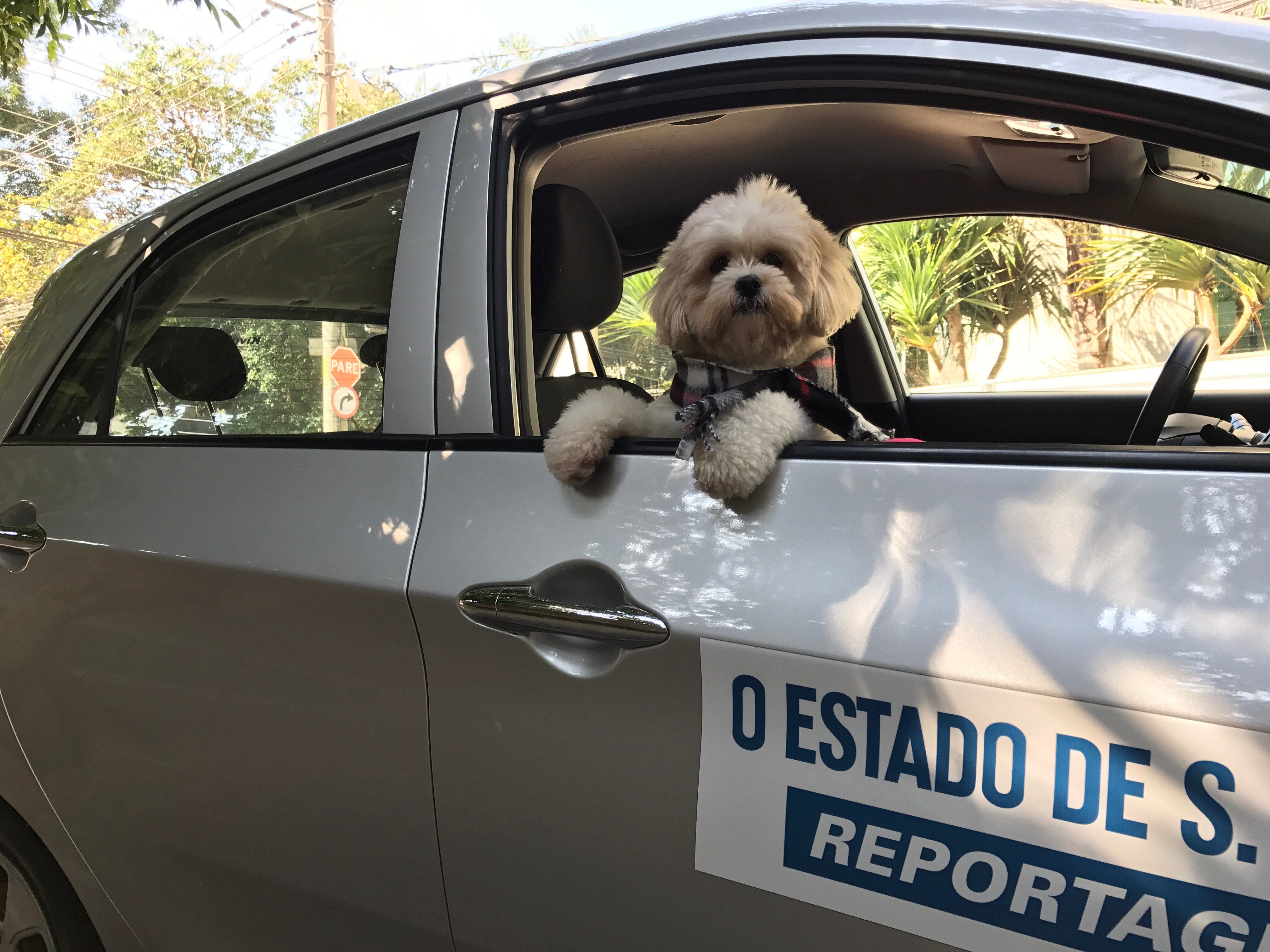 Cães são mais inteligentes do que gatos, mostra pesquisadora