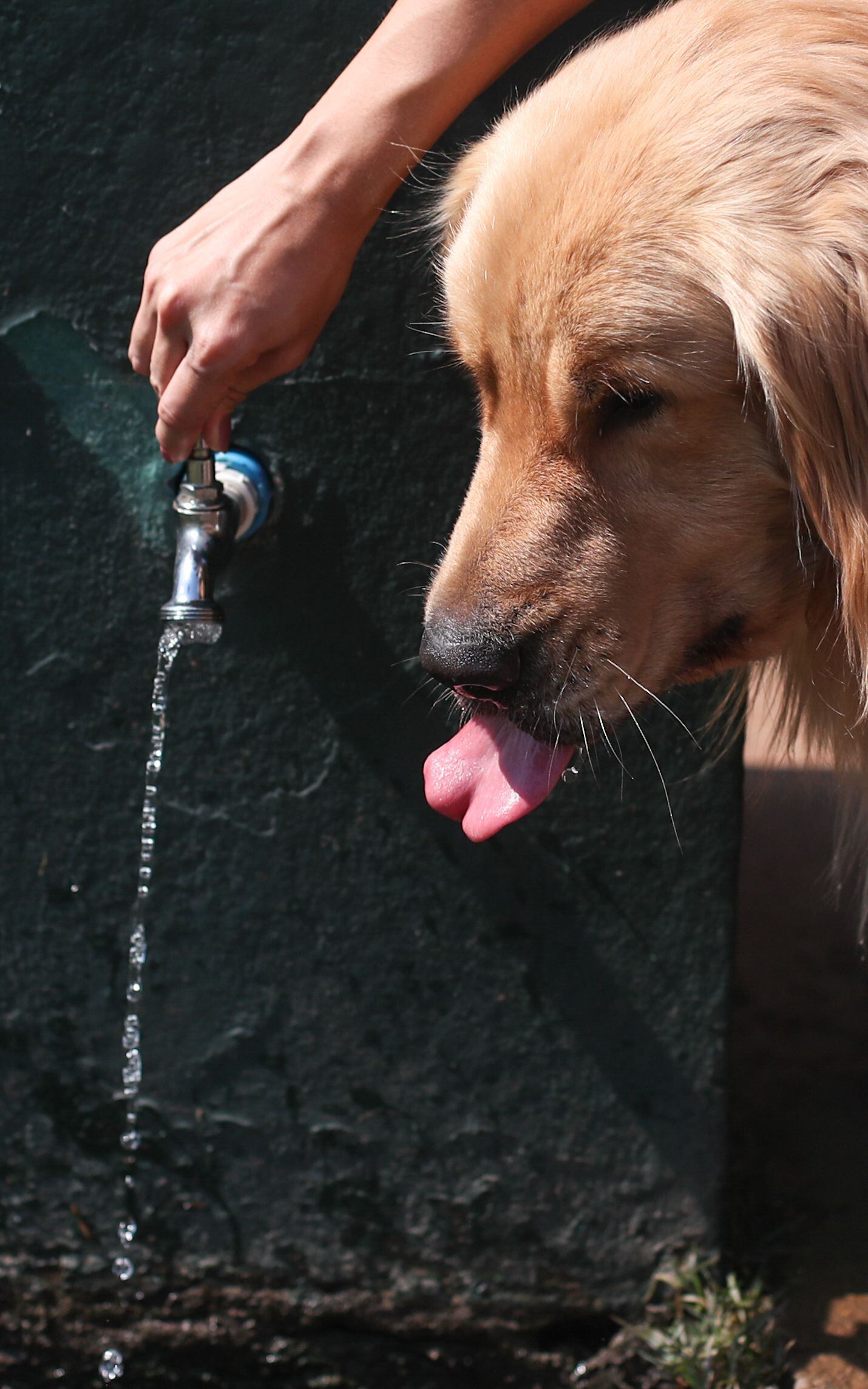 Não, vereadores de Apodi (RN) não autorizaram carne de cachorro na