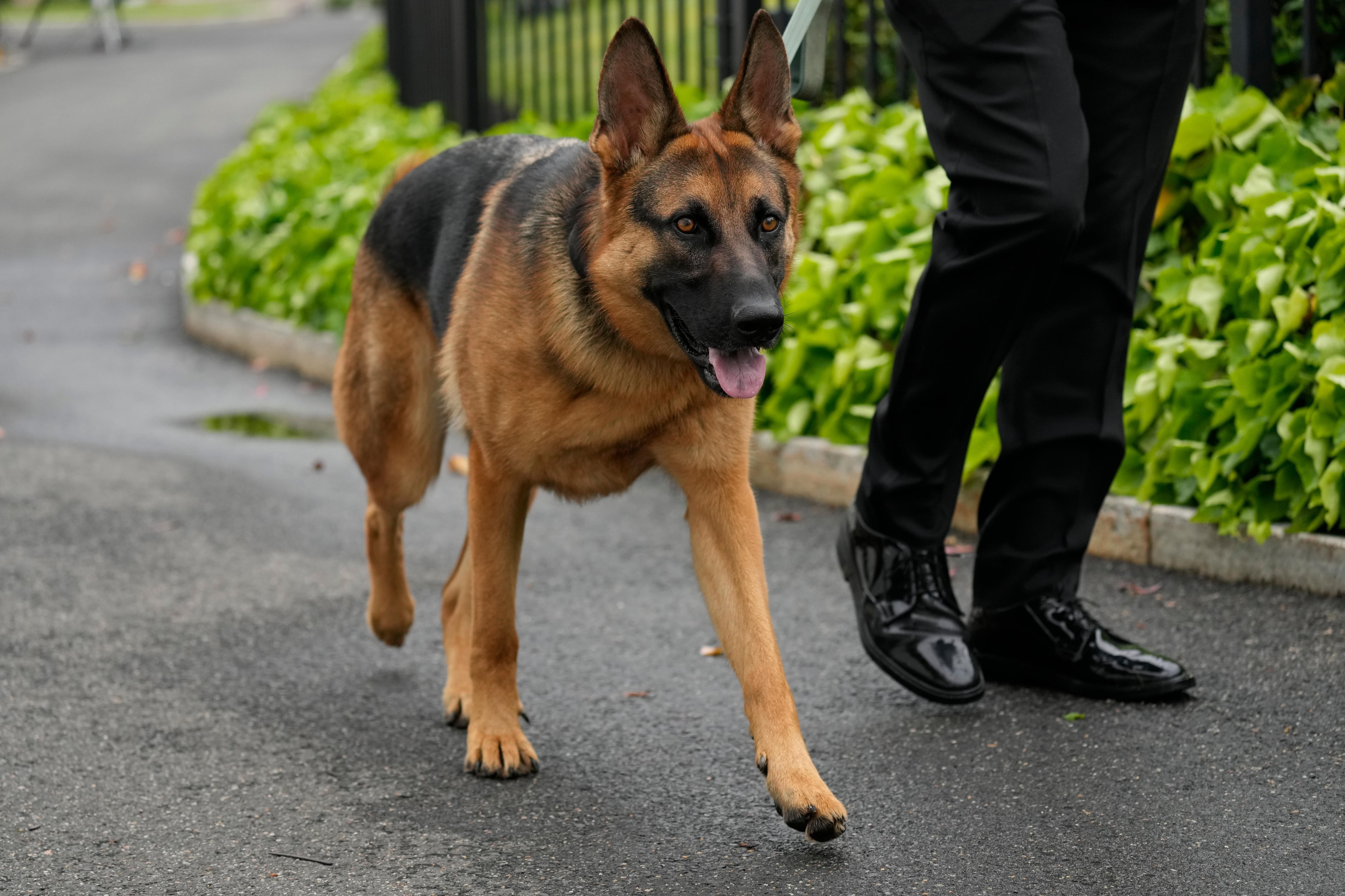 Cachorro de Biden morde agente do serviço secreto dos EUA