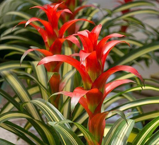 Plantas tropicais podem se adaptar a ambientes internos da casa - Estadão