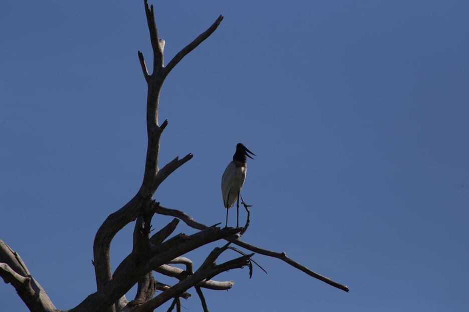 Tuiuiú, ave-símbolo do Pantanal