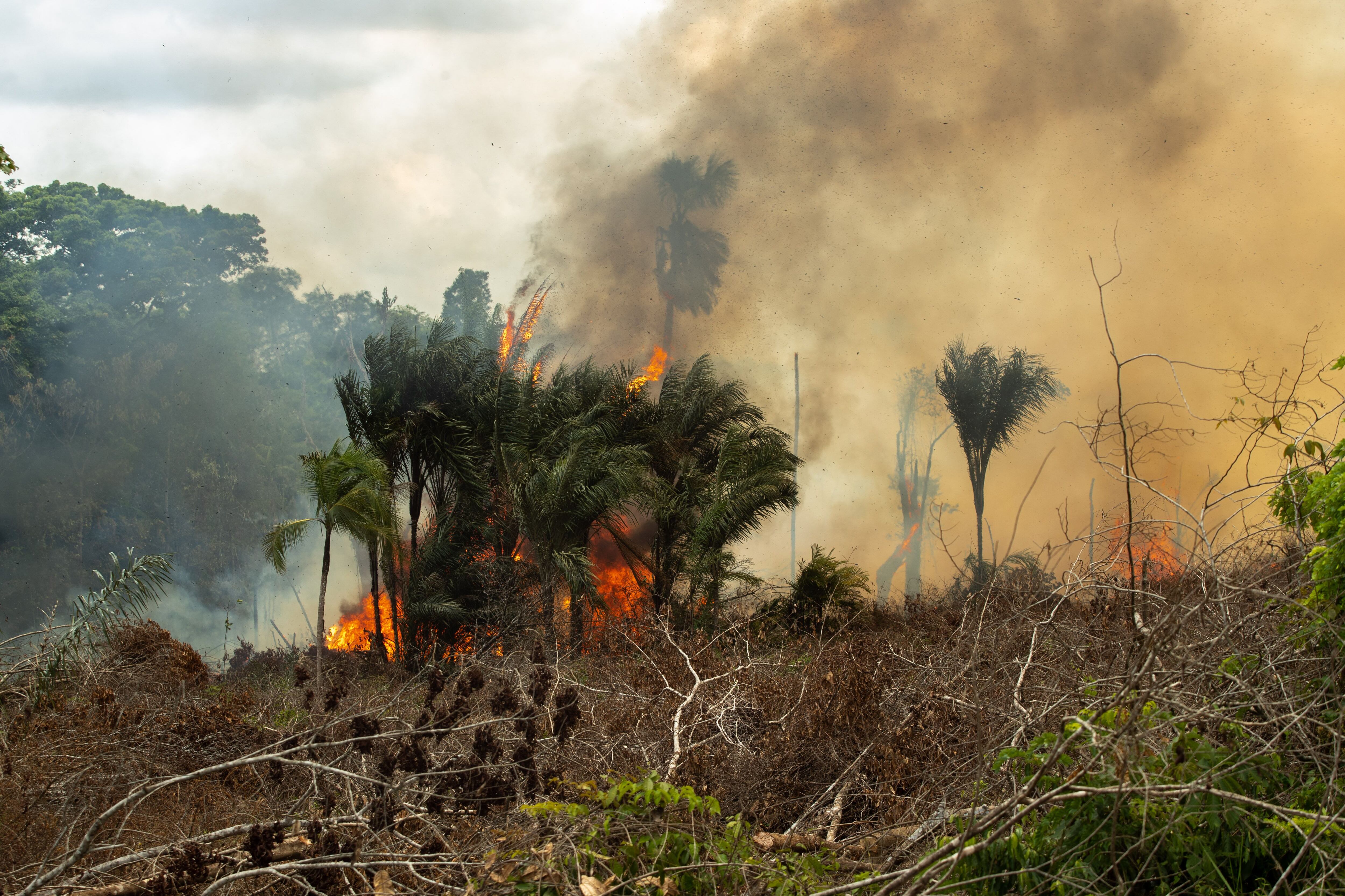 Queima de incêndio à noite, fogo na floresta, Vetor Grátis em 2023