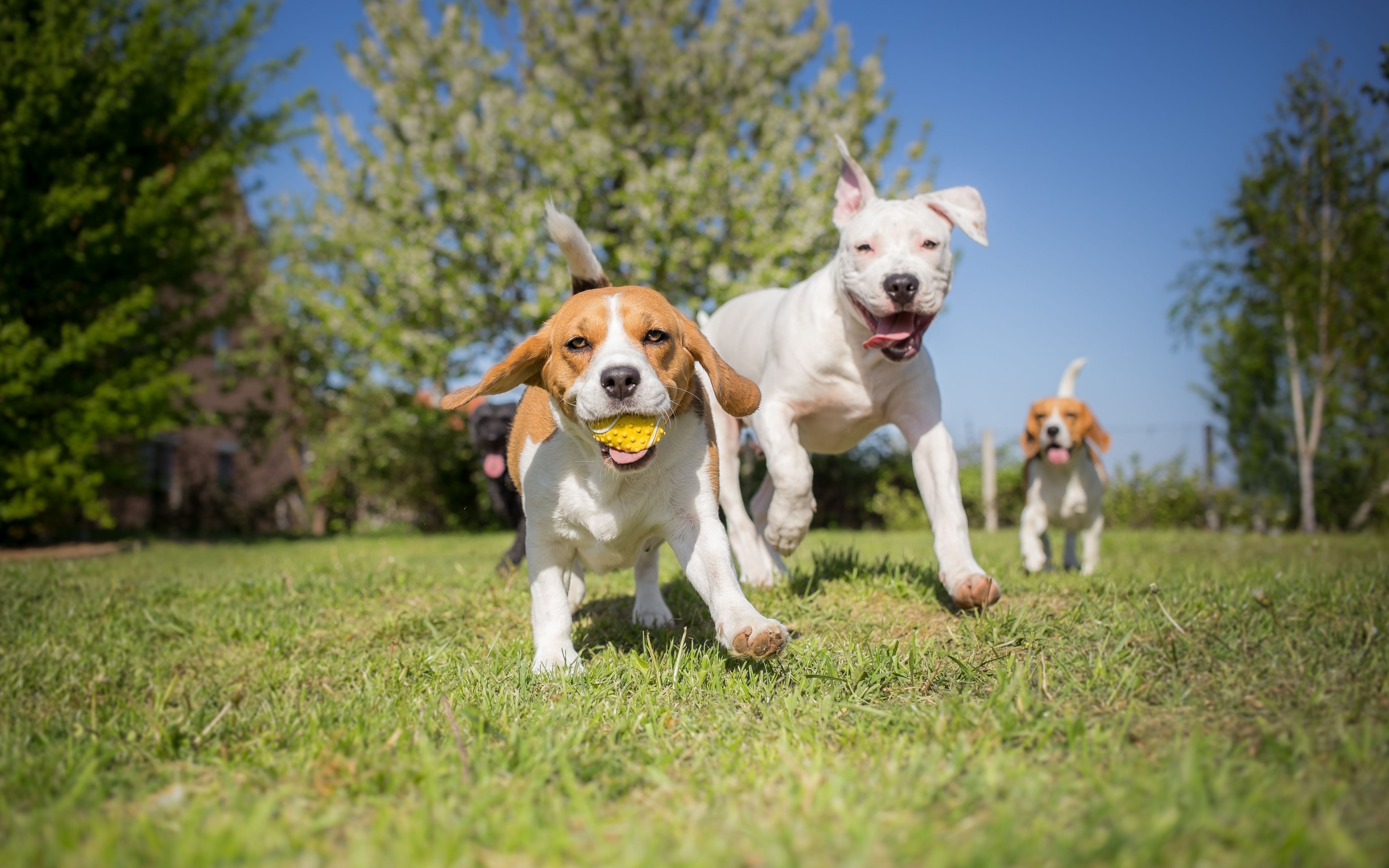 Seu cachorro precisa de mais amigos? Entenda por que ter companhia é bom  para a saúde do seu pet - Estadão