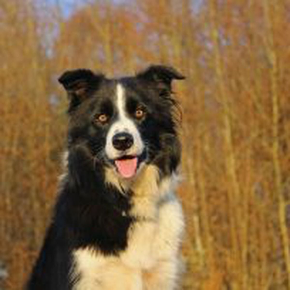 Border Collie, o cachorro mais inteligente do mundo