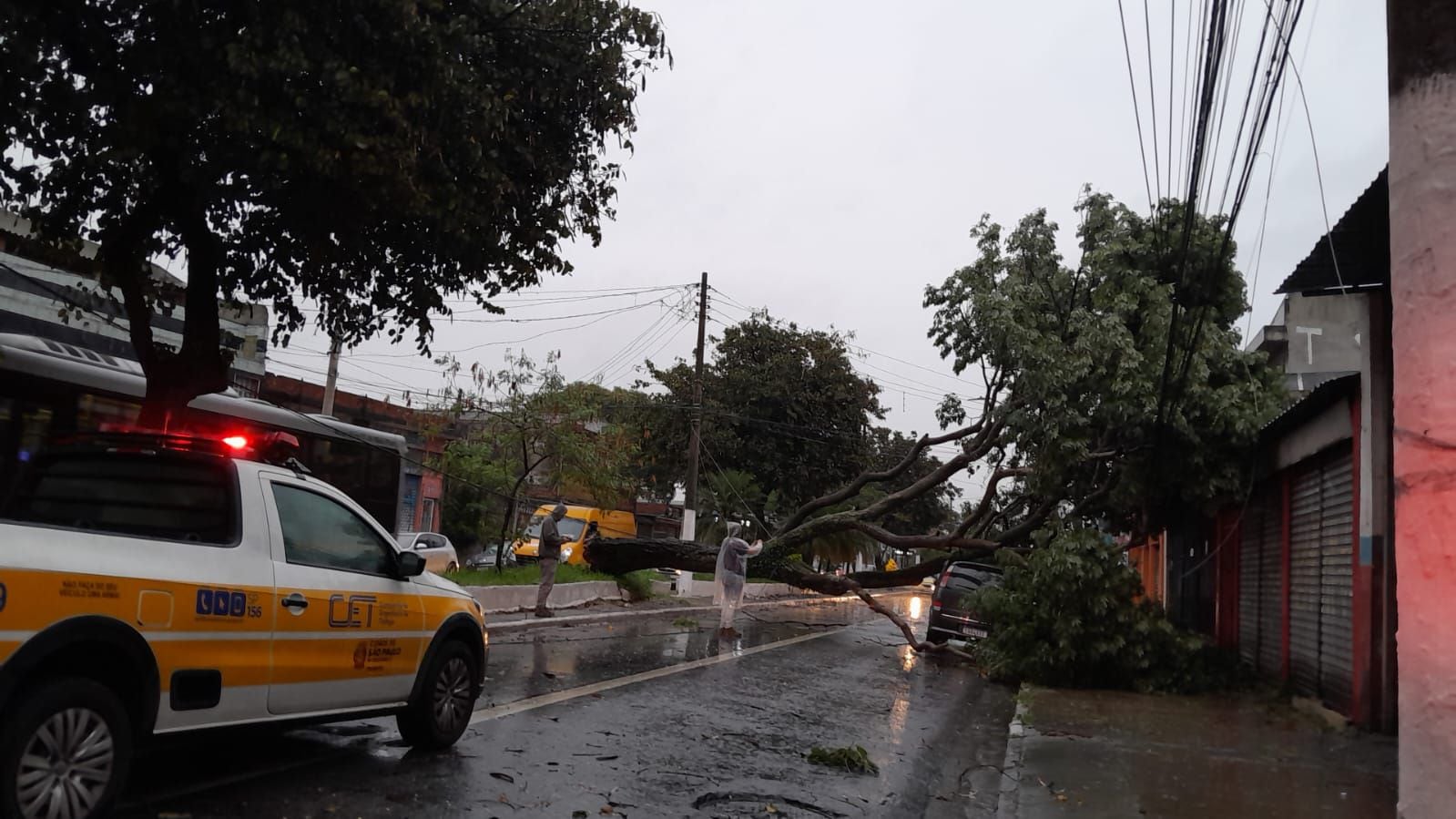 FOTOS: vento provoca queda de árvores, falta de energia elétrica e