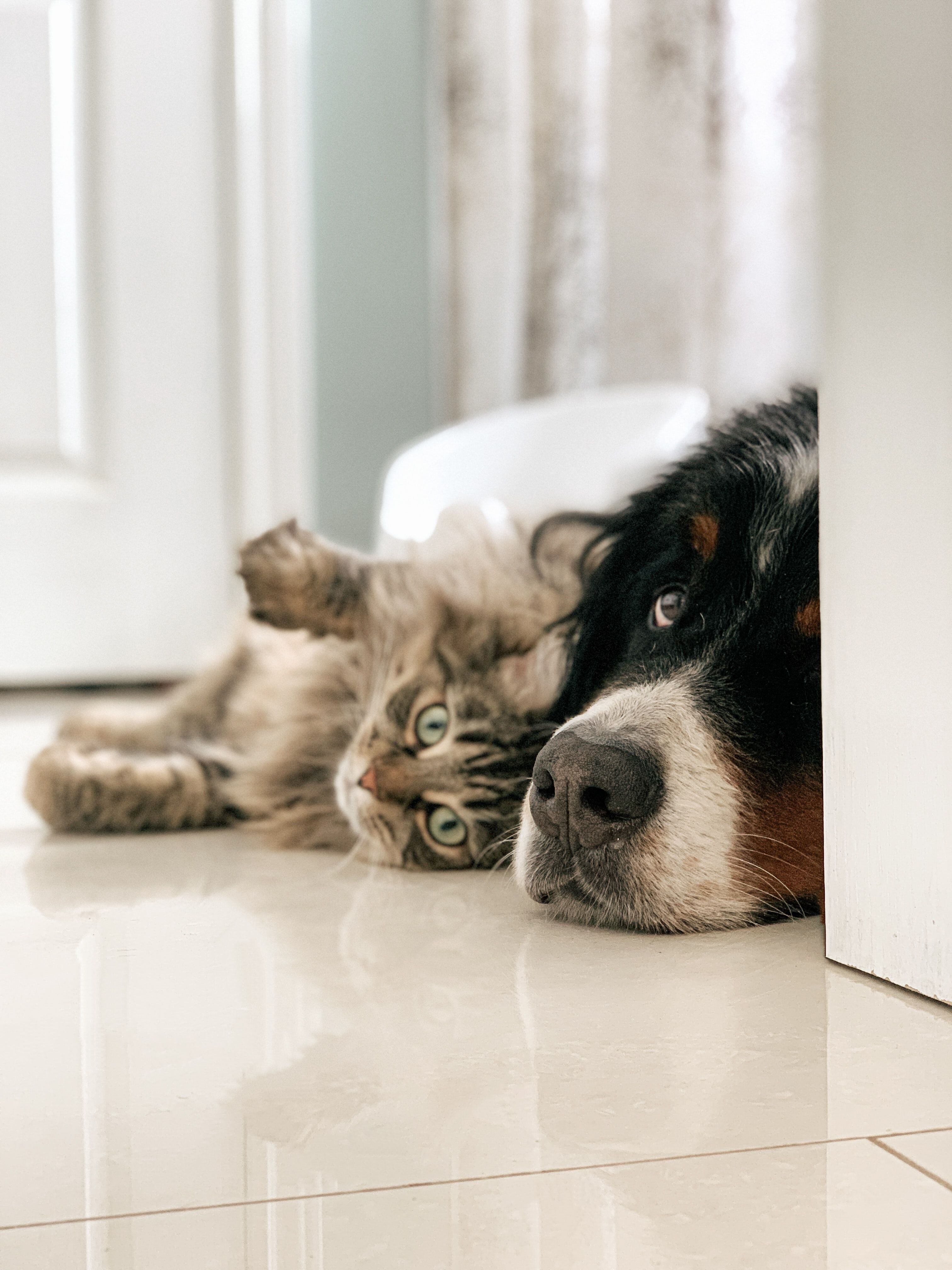 Meu pet morreu: Tenho direito a faltar no trabalho? Veja o que diz a lei