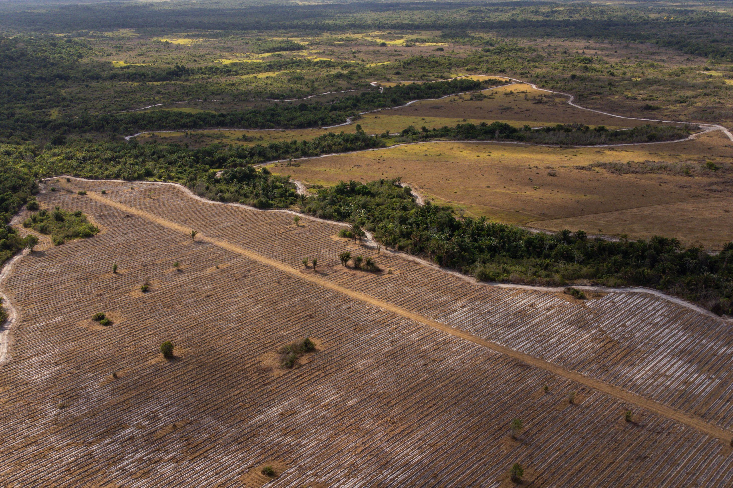 Área de restauração da Entre Rios, operada pela re.green, no Maranhão