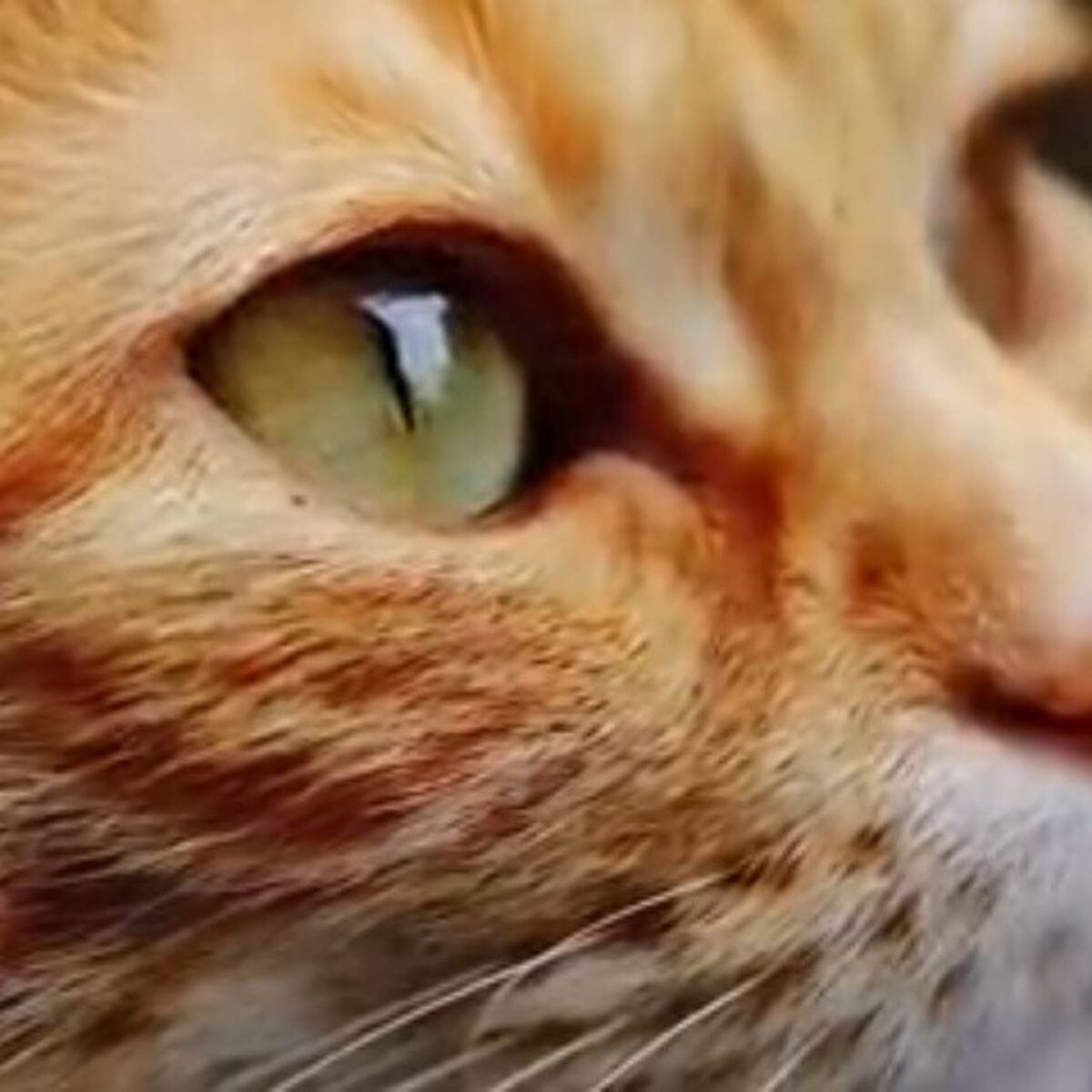 Os video mais engraçados de gatos