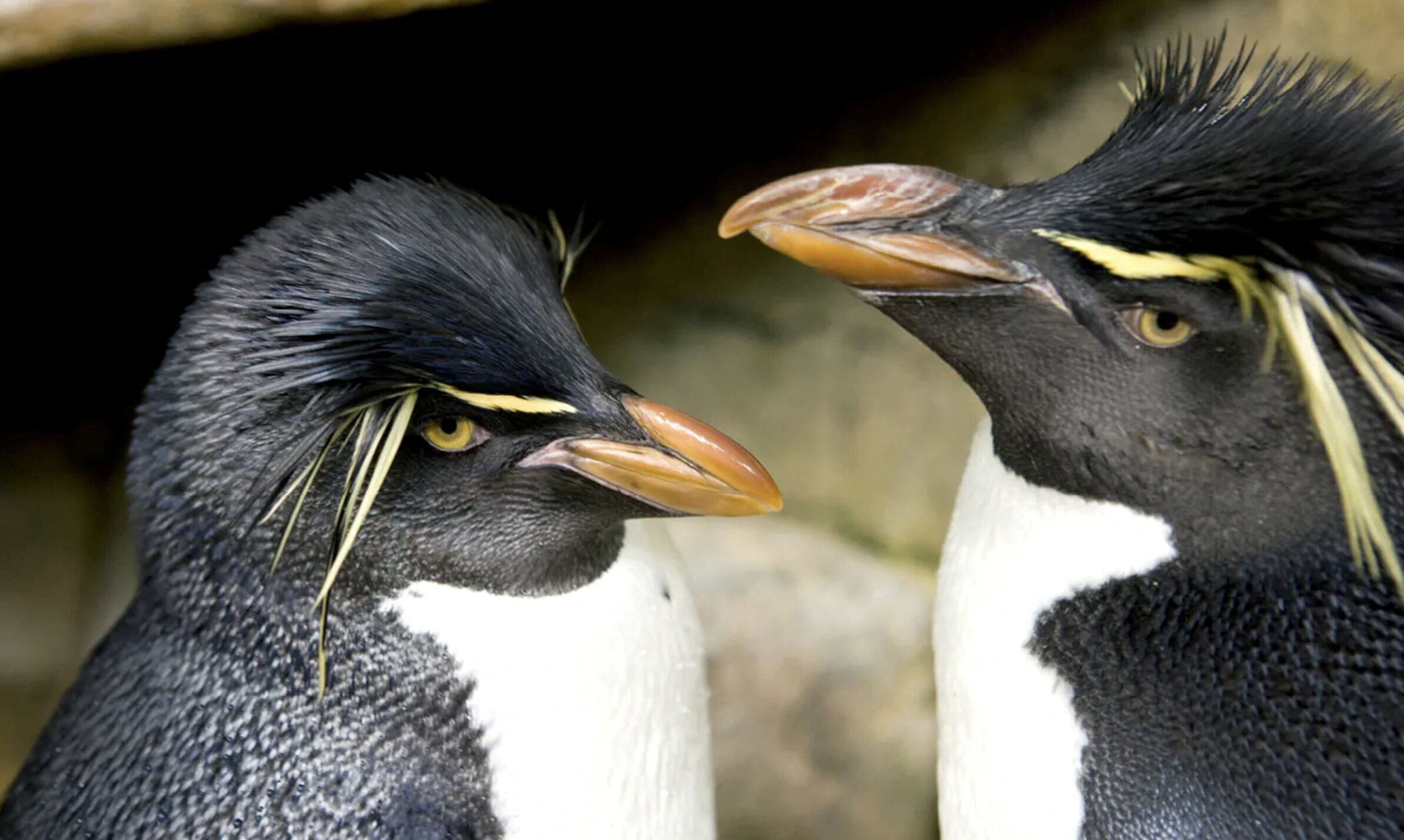 Aquário - Penguin Livros