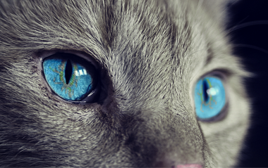 Dia Mundial do Gato: vídeo revela mitos sobre os bichanos