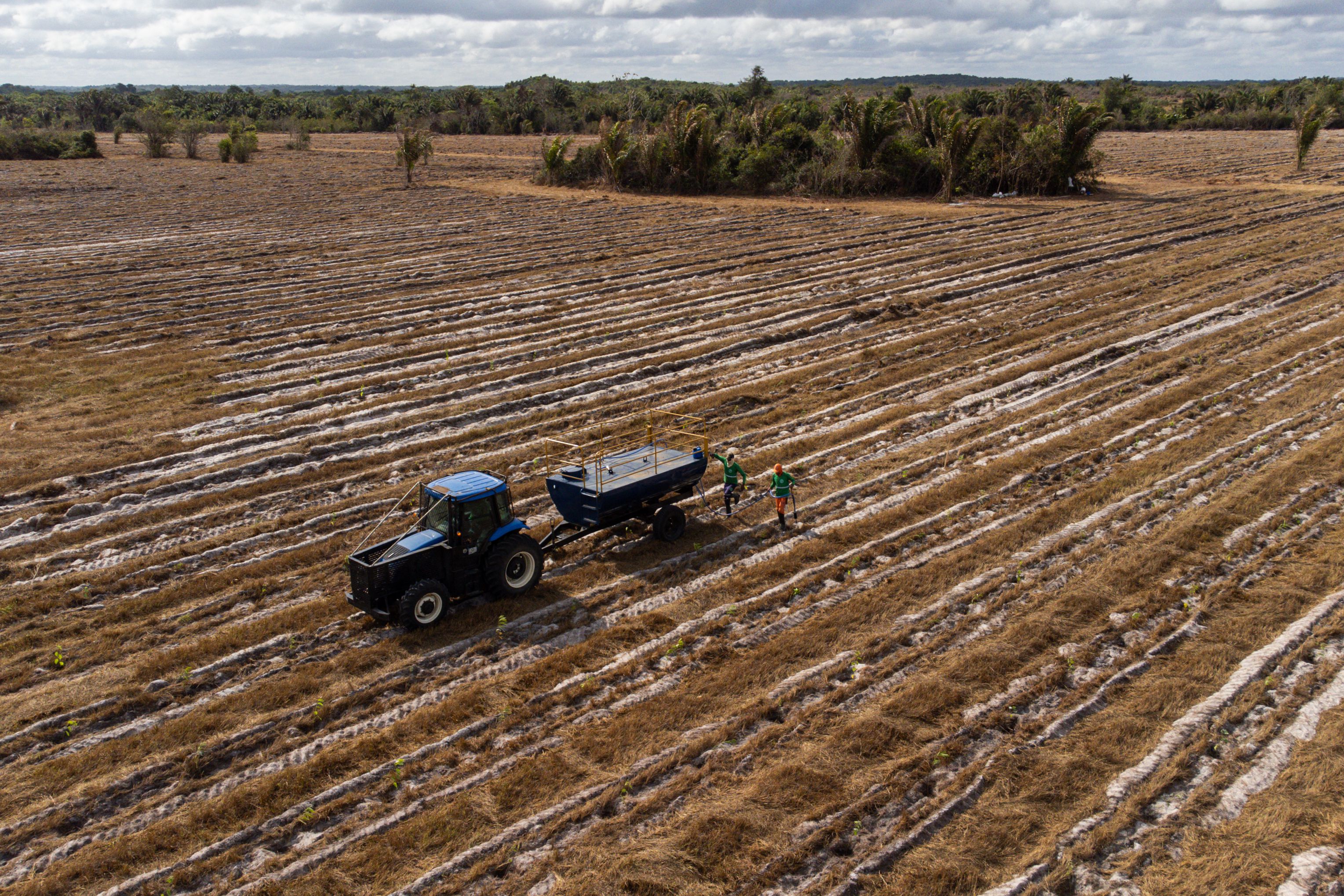 Mudas sendo plantadas em fazenda da re.green em Maracaçumé (MA)