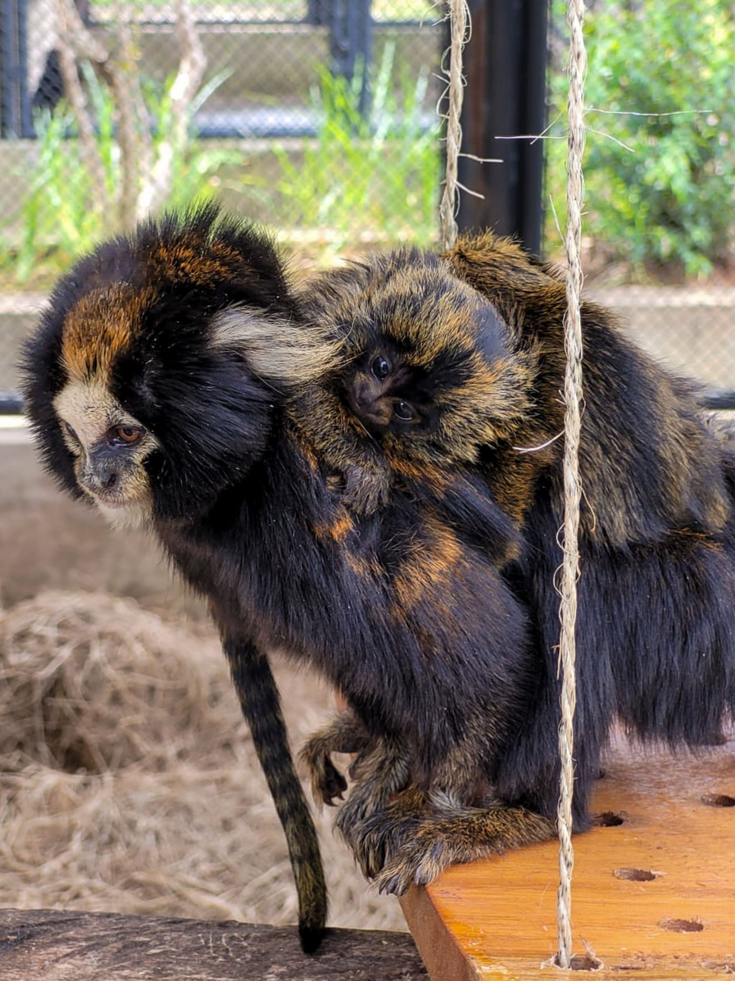 Vítimas do tráfico, saguis podem levar macacos à extinção