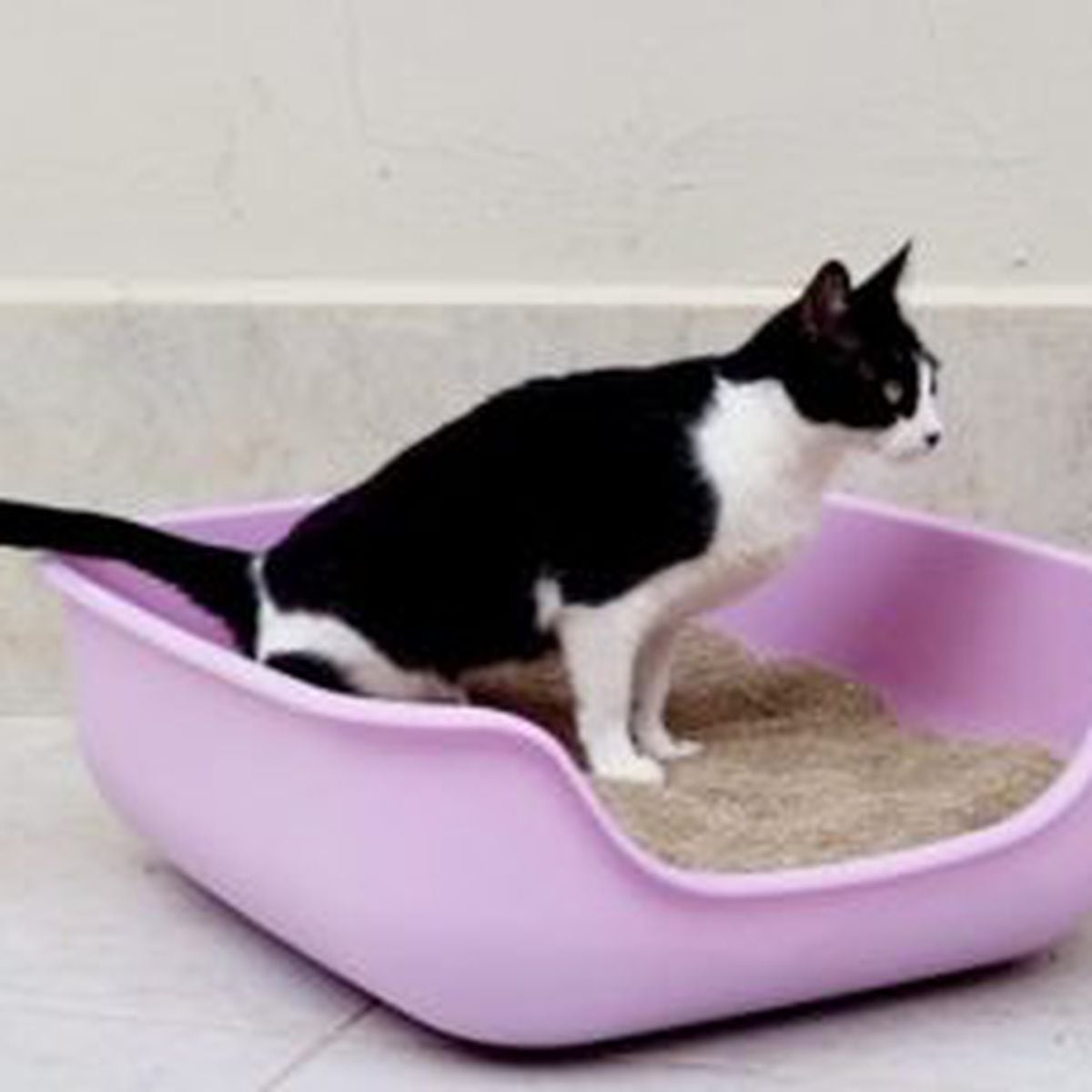 Caixa De Areia Grande Para Gatos - Pet Games - Cor Lilás