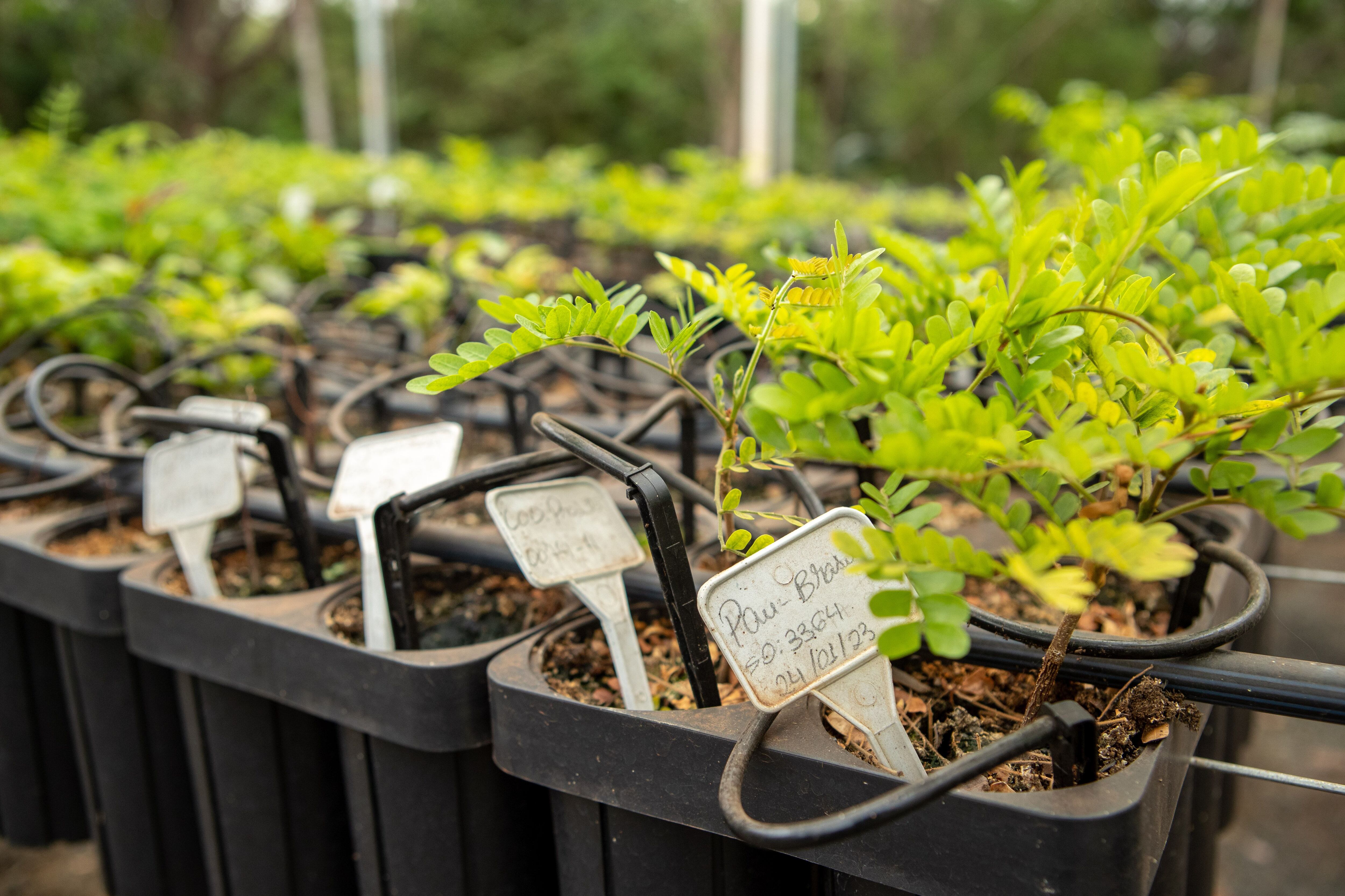 Mudas de pau brasil no viveiro da re.green, em Piracicaba, onde empresa testa desenvolvimento de clones de espécies nativas