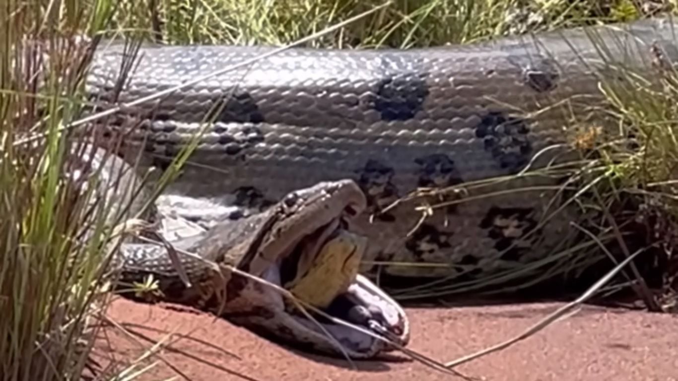 Sucuri expele cobra da mesma espécie: pesquisadora do Butantan vê  canibalismo - Estadão