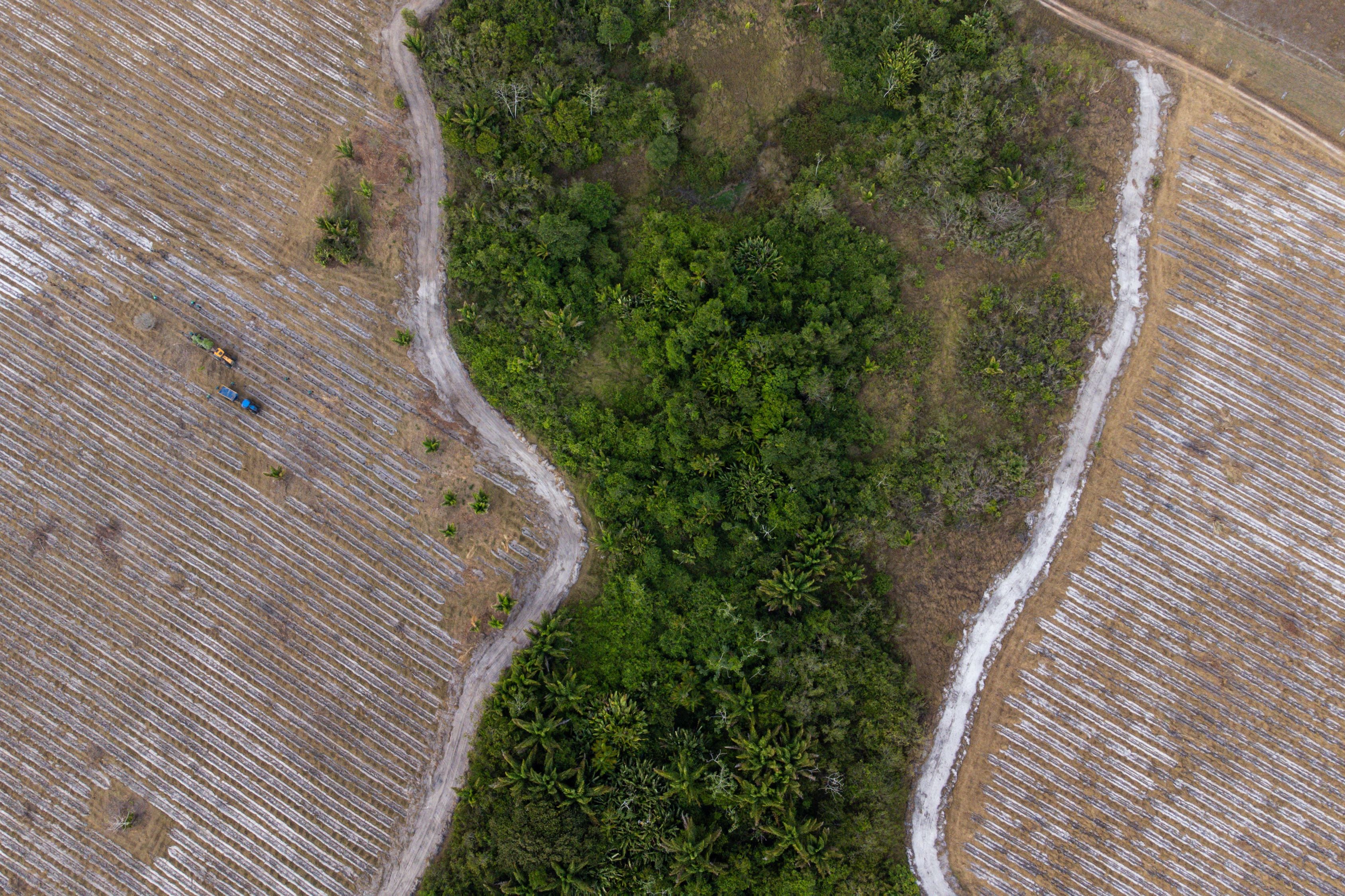 Área de plantio de árvores nativas em fazenda no Maranhão