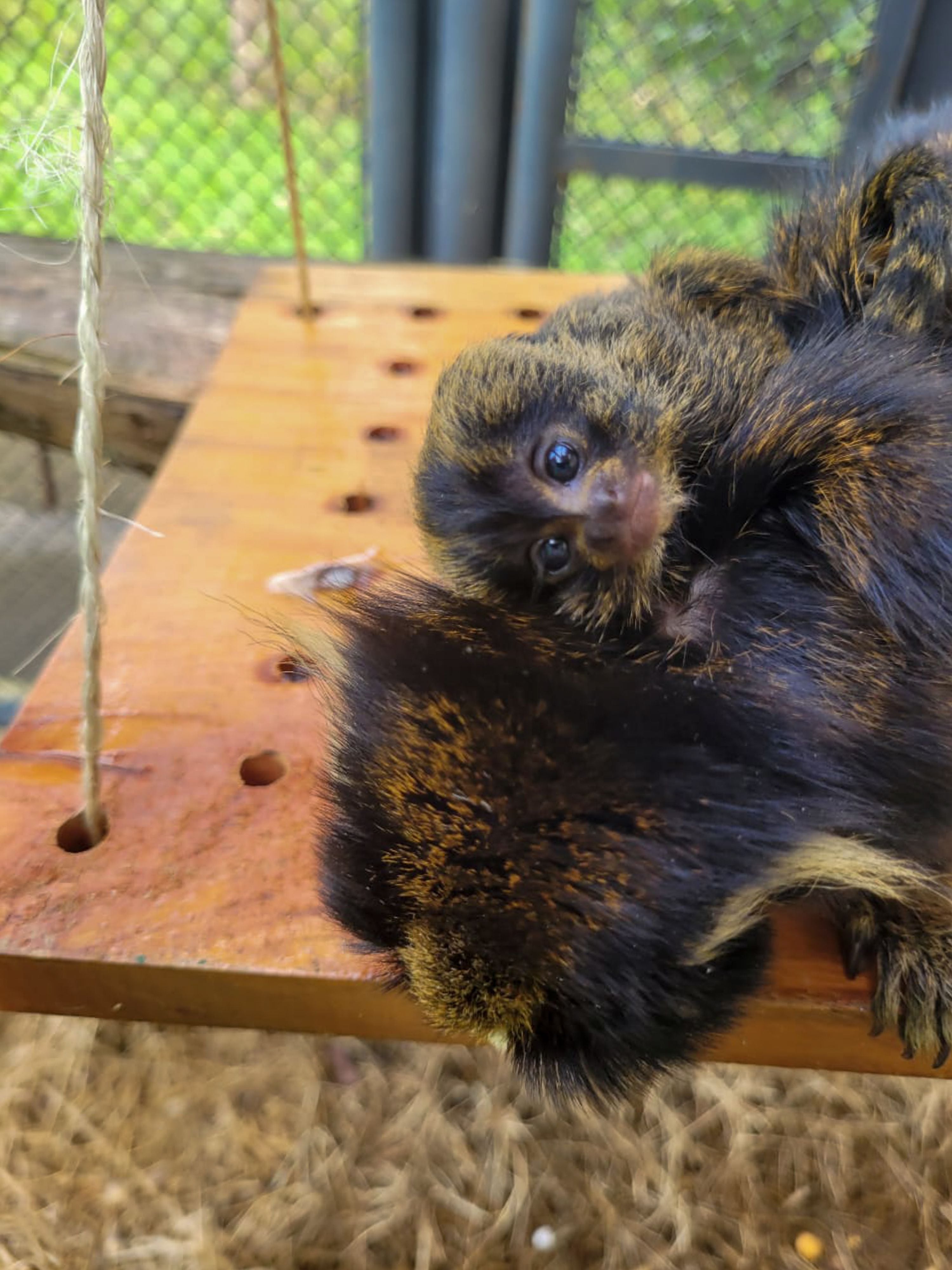 Vítimas do tráfico, saguis podem levar macacos à extinção