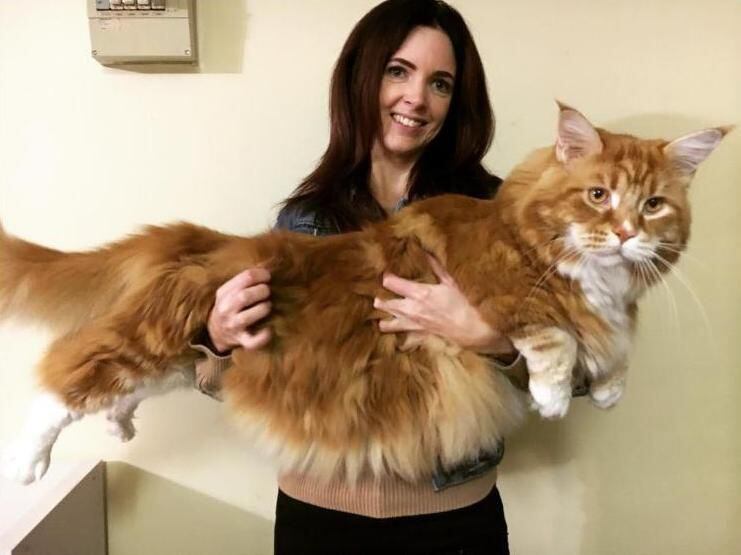 Dois Gatinhos De Jogo Do Gato De Maine Coon Que Sentam-se Acima, Um Nas  Patas Traseiros, Outra Com a Uma Pata No Ar E Colando a L Imagem de Stock -  Imagem