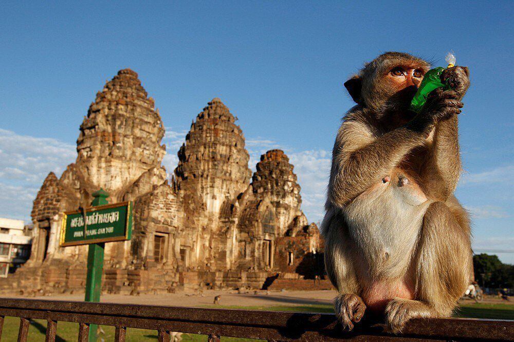 macacos fofos vivem nos templos da tailândia. 15935604 Foto de